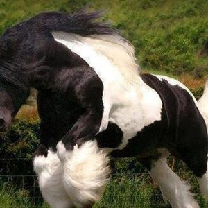 Meet your Posher, Dell